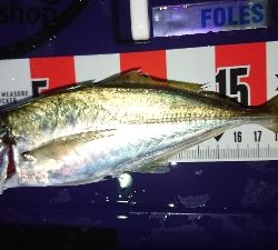 ヒラメヂューン