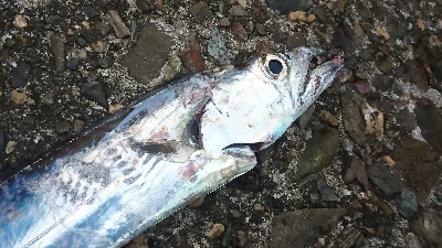 タチウオしか釣れない