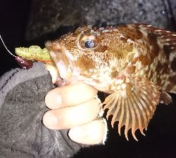 釣れないときはガッシー