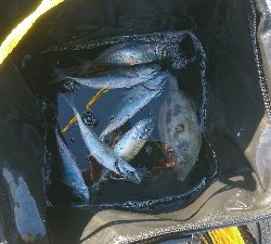 サビキ大漁