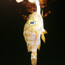 メバリング ちっこいのばっか