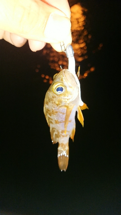 メバリング ちっこいのばっか