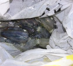 ライトエギング