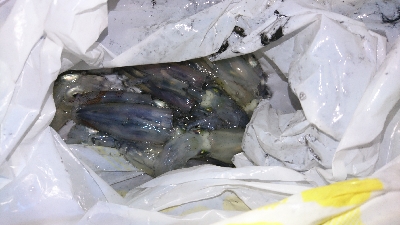 ライトエギング