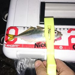 アジ、サバ、メバル