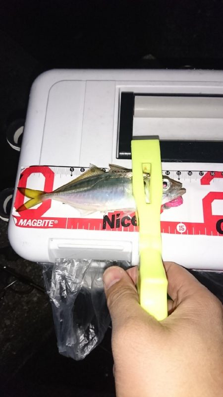 アジ、サバ、メバル