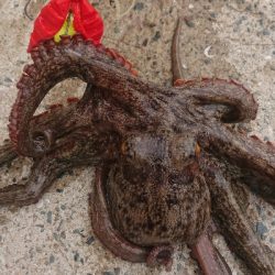 秋タコ良くなってきました〜