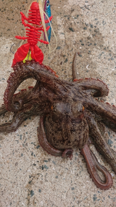 秋タコ良くなってきました〜