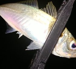 風強かったですが…