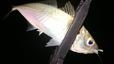 風強かったですが…