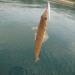 今日の釣果