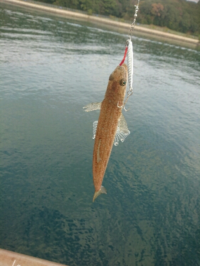 今日の釣果