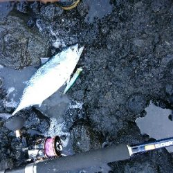 ショアジギング、鰹の王さまスマカツオ