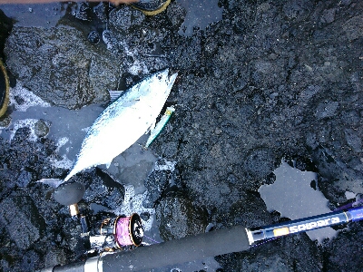 ショアジギング、鰹の王さまスマカツオ