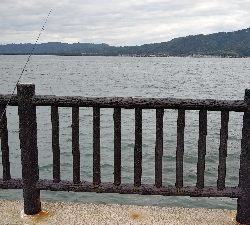 サゴシ狙いでしたが