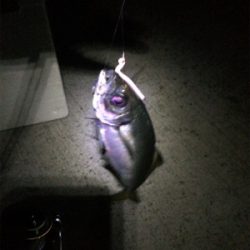 アジング良型交じり、ウキタチウオ