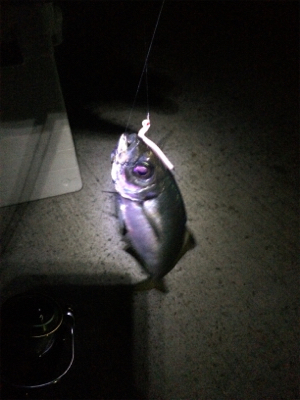 アジング良型交じり、ウキタチウオ