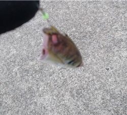 アタリはあっても