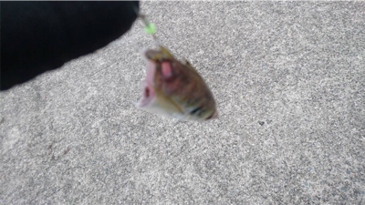 アタリはあっても