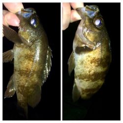 アジンガー1810〜1845 2000〜2105