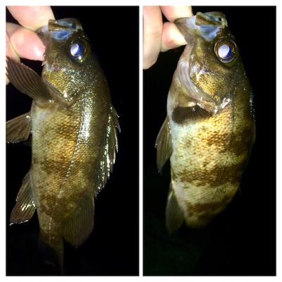 アジンガー1810〜1845 2000〜2105