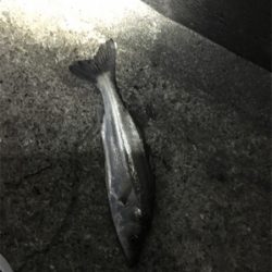 夕まずめからの爆釣フィッシング