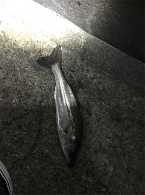 夕まずめからの爆釣フィッシング