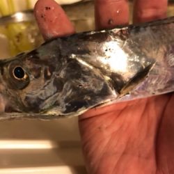 今日はシブいです。