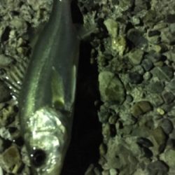 早朝ライトゲーム