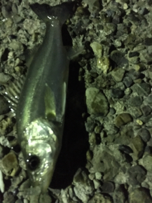 早朝ライトゲーム