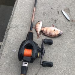 癒され五目から、昼ミノー太刀♫