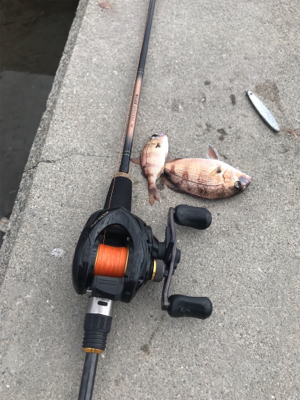 癒され五目から、昼ミノー太刀♫