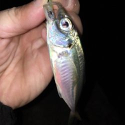 豆アジいっぱい