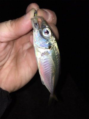 豆アジいっぱい