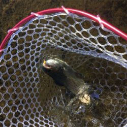 裾野フィッシングパーク釣行!