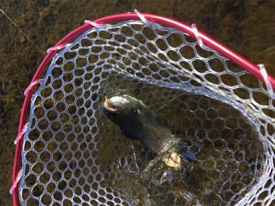 裾野フィッシングパーク釣行!