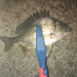 アジングでチニング