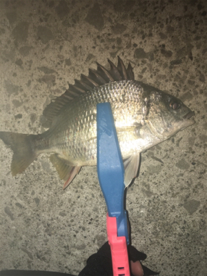 アジングでチニング