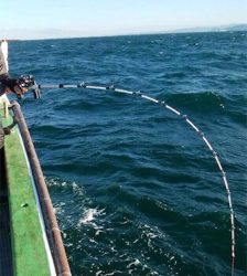 落とし込み 飲ませ