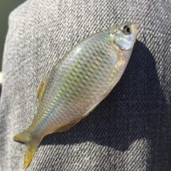 淀川タナゴ釣り