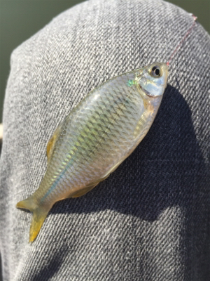 淀川タナゴ釣り