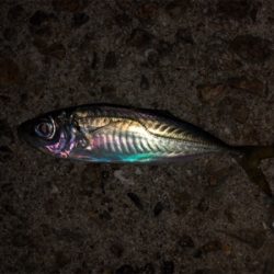 癒しの豆サイズ