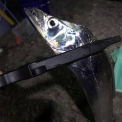 タチウオ餌釣り
