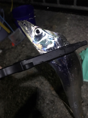 タチウオ餌釣り