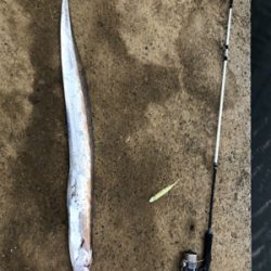 ウオウオー（╹◡╹）