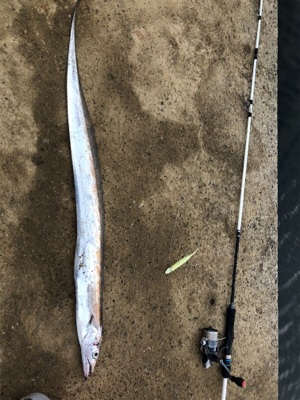 ウオウオー（╹◡╹）