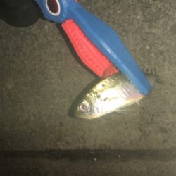 アジングでガシリング