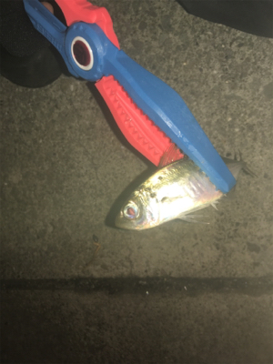 アジングでガシリング