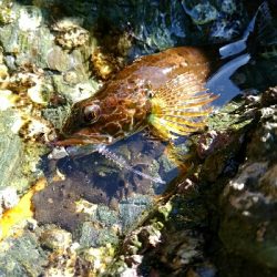 穴釣りフレンズ