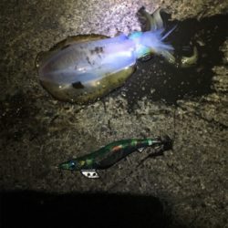 アオリちゃんとの勝負は引き分け？